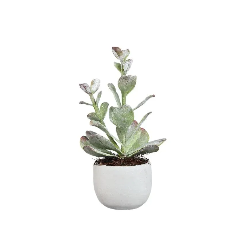 Kunstpflanze - Grüne Cotyledon im Topf Niedrig, Zement, Kunststoff, M | PTMD